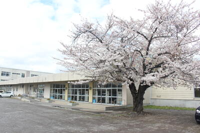 毎年４月下旬には、玄関横の桜が満開になります。